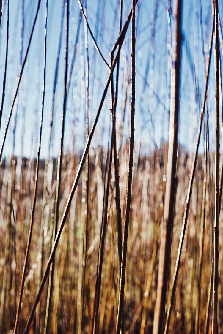In the Reed beds with artist and Basketmaker maker Annemarie O'Sullivan photography by Alun Callender