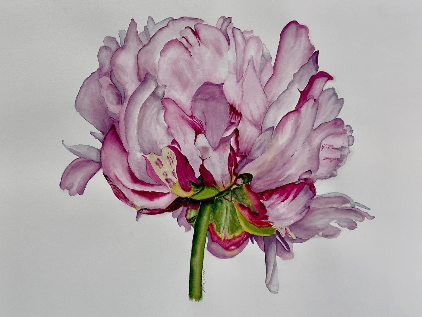 Peony2